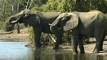 Botswana 1