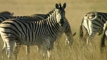 Botswana 2
