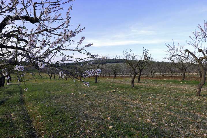 Castel del Monte 2