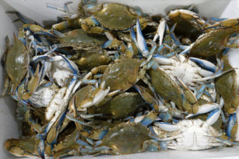Chioggia 10