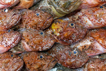 Chioggia 7