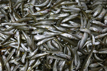 Chioggia 8