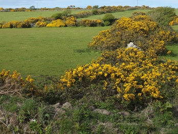  Cornwall im Frühjahr
