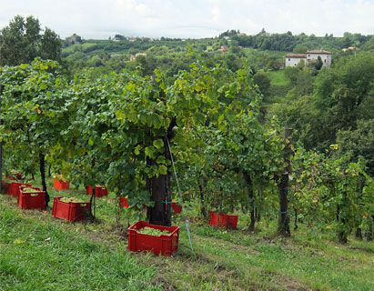 La Grappa 5