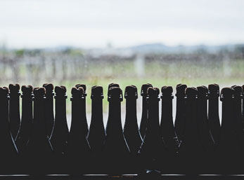 Lambrusco 11