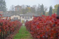 Lambrusco 13