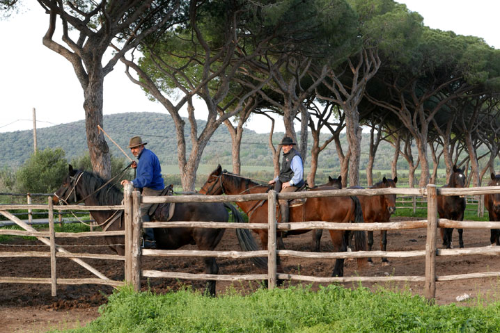 Maremma 1