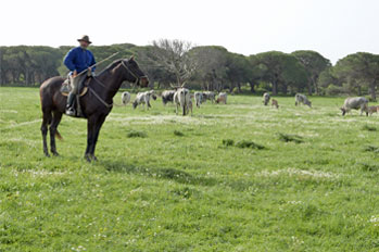 Maremma 2