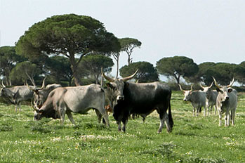 Maremma 3