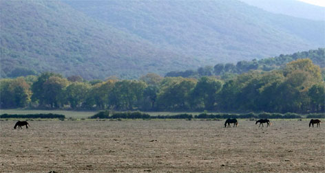 Maremma 7