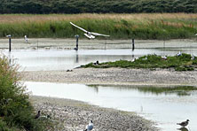 Somme Bucht 18