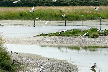 Somme Bucht 5