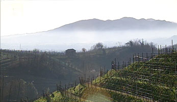  Spätherbst in den Weinbergen des Prosecco
