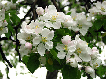 Cider5
