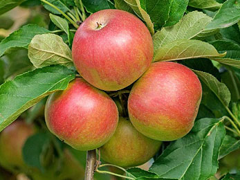 Cider6